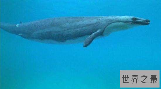 对于海洋十大霸主排行,远古猛兽苍龙被称为终极水怪