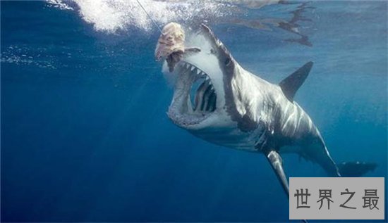 对于海洋十大霸主排行,远古猛兽苍龙被称为终极水怪