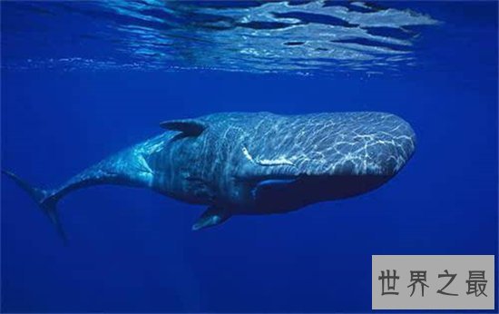 对于海洋十大霸主排行,远古猛兽苍龙被称为终极水怪