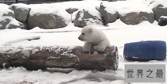 世界十大最美动物园,(新加坡)这么小的动物园竟然有这么多有趣的生物!