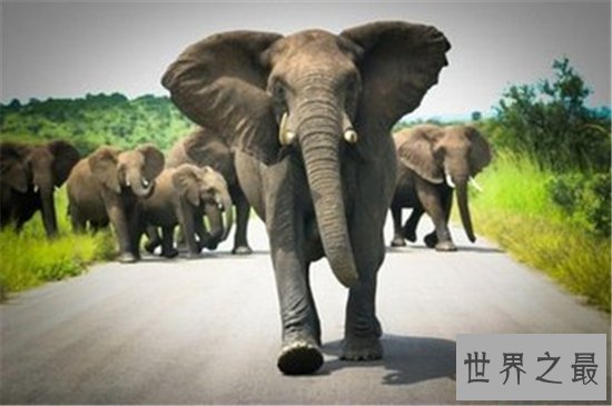 世界十大最美动物园,(新加坡)这么小的动物园竟然有这么多有趣的生物!