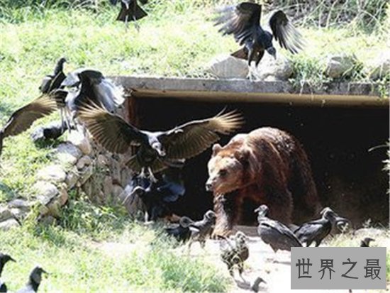 世界十大最美动物园,(新加坡)这么小的动物园竟然有这么多有趣的生物!