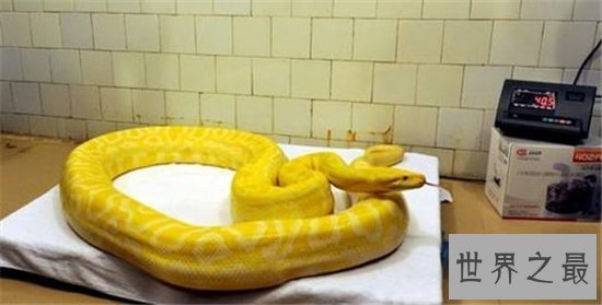 世界上最重的蛇排行榜,黄金蟒竟然沦落到了被人当作宠物养!
