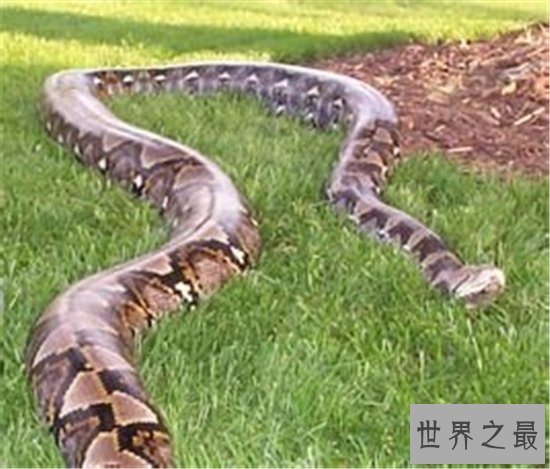 世界上最重的蛇排行榜,黄金蟒竟然沦落到了被人当作宠物养!