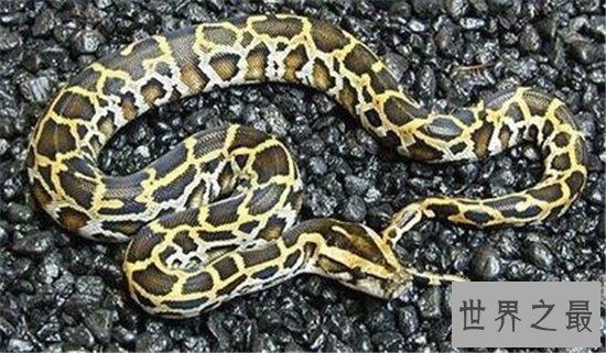 世界上最重的蛇排行榜,黄金蟒竟然沦落到了被人当作宠物养!