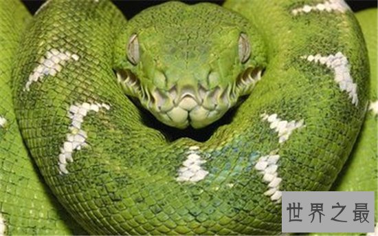 世界上最重的蛇排行榜,黄金蟒竟然沦落到了被人当作宠物养!