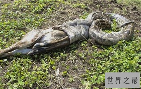 世界上最重的蛇排行榜,黄金蟒竟然沦落到了被人当作宠物养!