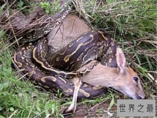 世界上最重的蛇排行榜,黄金蟒竟然沦落到了被人当作宠物养!