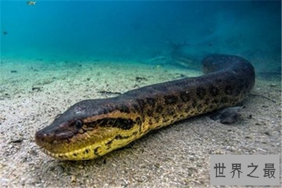 世界上最重的蛇排行榜,黄金蟒竟然沦落到了被人当作宠物养!