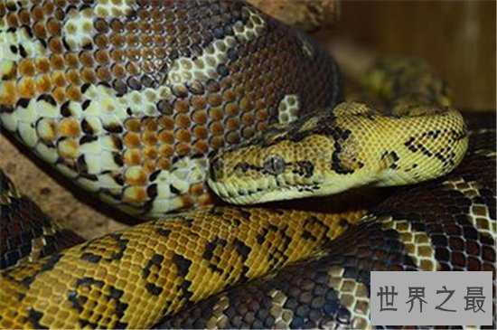 世界上最重的蛇排行榜,黄金蟒竟然沦落到了被人当作宠物养!