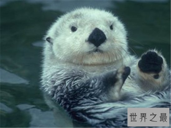 地球十大最可爱动物排行榜，（羊驼）这么可爱的生物竟然乱吐口水！