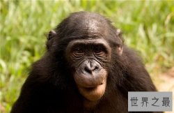 盘点动物界的十大奇葩恋简直不能看，同性恋比异性恋还普遍