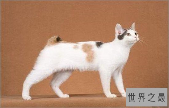 世界上最聪明的猫排行，波斯猫的智商都爆表了