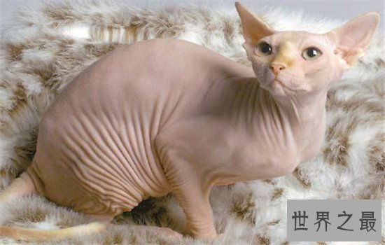 世界上最聪明的猫排行，波斯猫的智商都爆表了