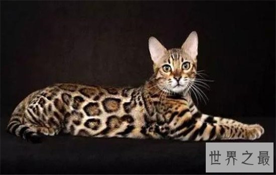 世界上最聪明的猫排行，波斯猫的智商都爆表了