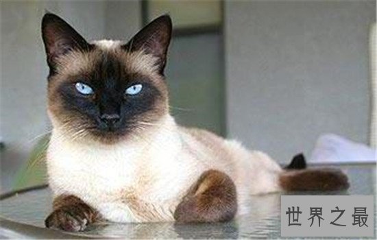 世界上最聪明的猫排行，波斯猫的智商都爆表了