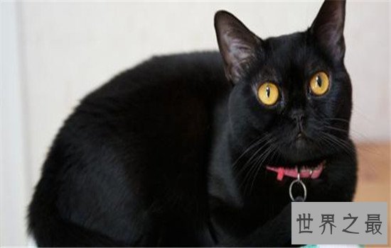 世界上最聪明的猫排行，波斯猫的智商都爆表了