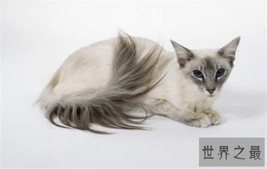 世界上最聪明的猫排行，波斯猫的智商都爆表了