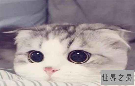 世界上最聪明的猫排行，波斯猫的智商都爆表了