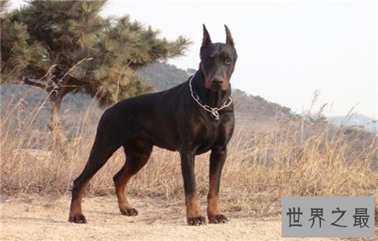 世界上最小的十大狗品种，排名第一的可以揣进口袋