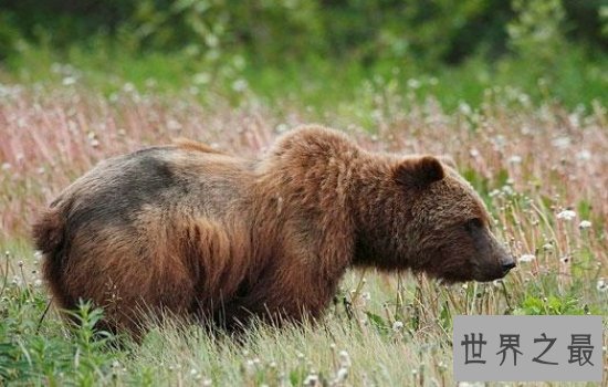 十大攻击力最强动物排行榜 见到一定要远离危险级数爆棚