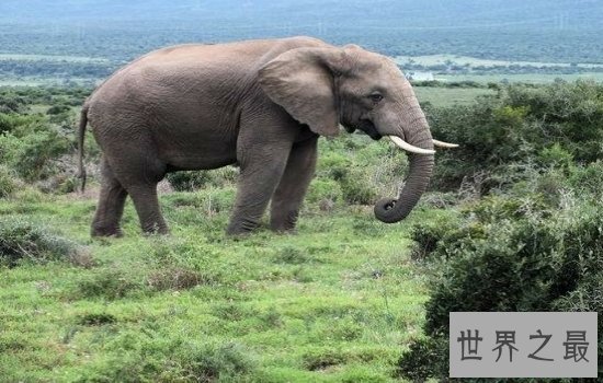 十大攻击力最强动物排行榜 见到一定要远离危险级数爆棚