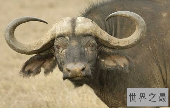 十大攻击力最强动物排行榜 见到一定要远离危险级数爆棚