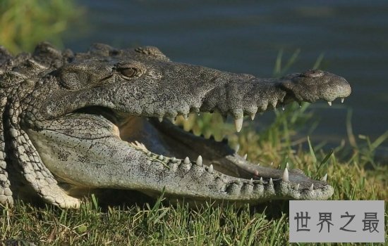 十大攻击力最强动物排行榜 见到一定要远离危险级数爆棚