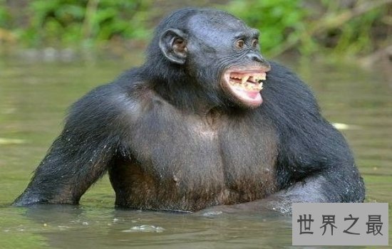 十大攻击力最强动物排行榜 见到一定要远离危险级数爆棚