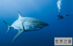 十大攻击力最强动物排行榜 见到一定要远离危险级数爆棚