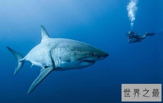 十大攻击力最强动物排行榜 见到一定要远离危险级数爆棚