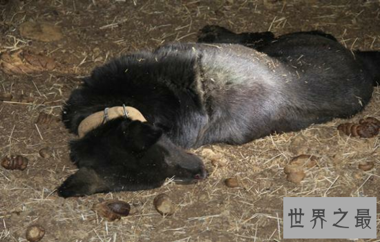 十大攻击力最强动物排行榜 见到一定要远离危险级数爆棚