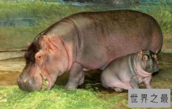 十大攻击力最强动物排行榜 见到一定要远离危险级数爆棚