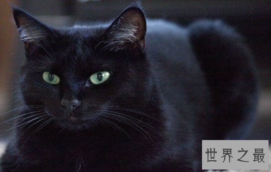 中国土猫有哪些品种  如此温柔可爱的小猫咪叫人爱不释手