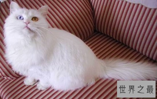 中国土猫有哪些品种  如此温柔可爱的小猫咪叫人爱不释手
