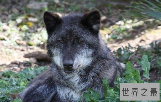 世界上最好看的狼排行榜  狼界中的颜值担当都在这里!