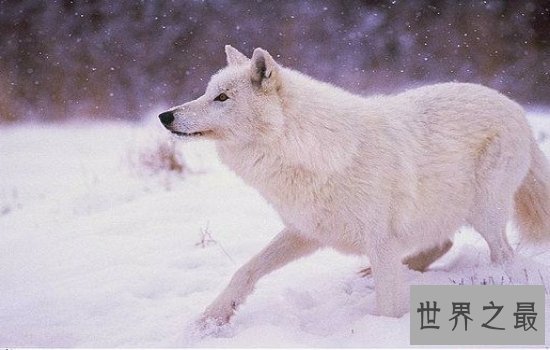 世界上最好看的狼排行榜  狼界中的颜值担当都在这里!