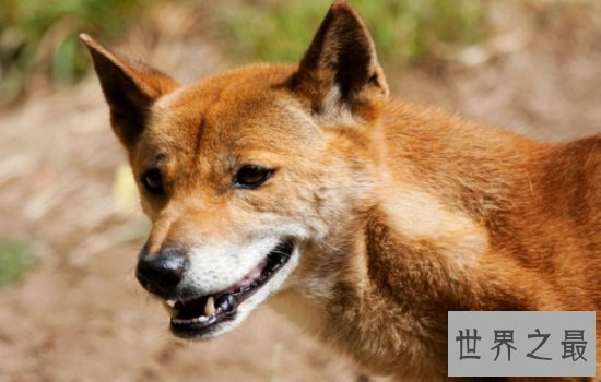 世界上最好看的狼排行榜  狼界中的颜值担当都在这里!