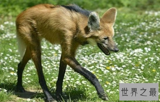 世界上最好看的狼排行榜  狼界中的颜值担当都在这里!