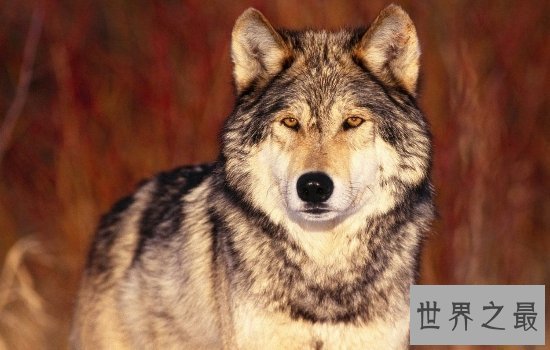 世界上最好看的狼排行榜  狼界中的颜值担当都在这里!