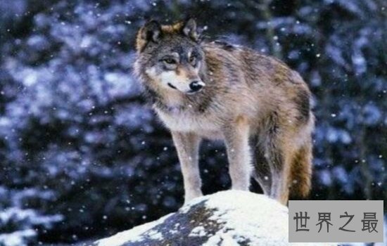 世界上最好看的狼排行榜  狼界中的颜值担当都在这里!