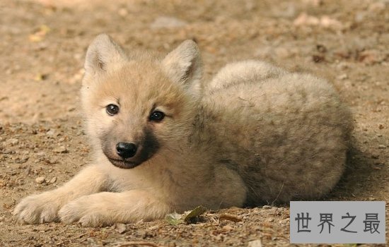 世界上最好看的狼排行榜  狼界中的颜值担当都在这里!