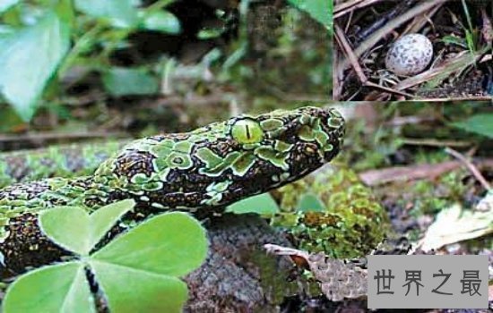 世界体型最大的毒蛇排名大盘点 一滴毒液就可以分分钟致命!