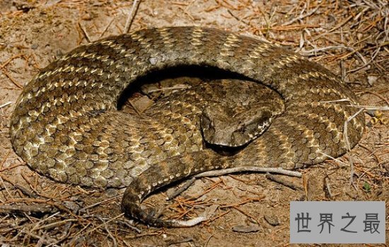 世界体型最大的毒蛇排名大盘点 一滴毒液就可以分分钟致命!