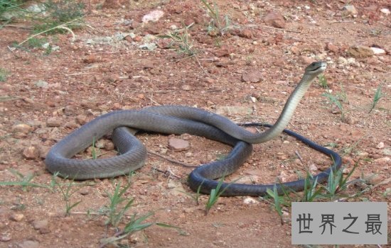 世界体型最大的毒蛇排名大盘点 一滴毒液就可以分分钟致命!