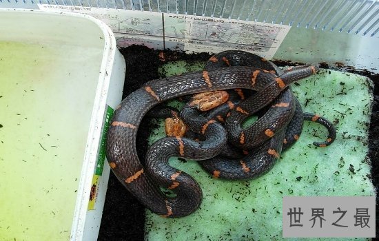 世界体型最大的毒蛇排名大盘点 一滴毒液就可以分分钟致命!