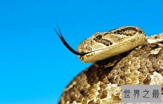世界体型最大的毒蛇排名大盘点 一滴毒液就可以分分钟致命!