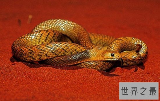 世界体型最大的毒蛇排名大盘点 一滴毒液就可以分分钟致命!