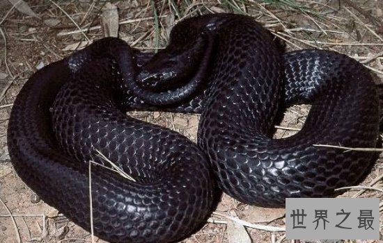 世界体型最大的毒蛇排名大盘点 一滴毒液就可以分分钟致命!