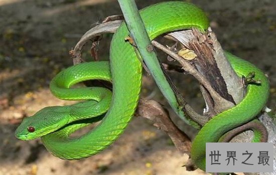 世界体型最大的毒蛇排名大盘点 一滴毒液就可以分分钟致命!